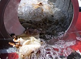 クラゲ・貝ヒモ・イイダコ・ツブ貝、砂・てぐすの除去